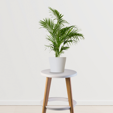 Bamboo palm houseplant